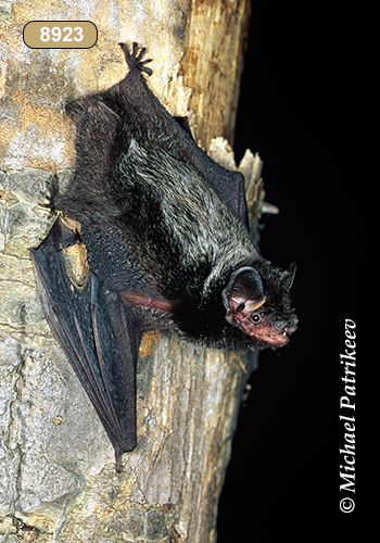 Silver-haired Bat (Lasionycteris noctivagans)